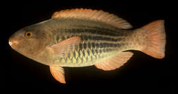 Image of Bridled Parrotfish