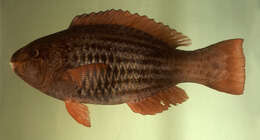 Image of Bridled Parrotfish