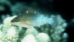 Image of Bridled Parrotfish