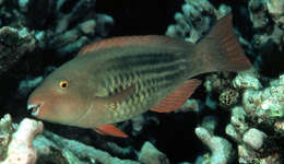 Image of Bridled Parrotfish