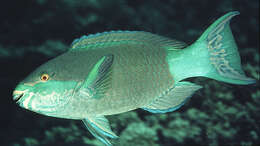 Image of Bridled Parrotfish