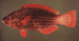 Image of Bridled Parrotfish