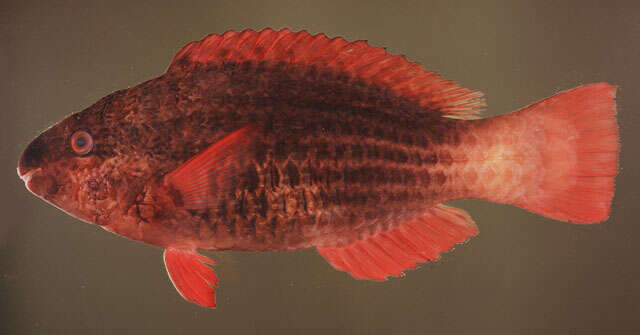 Image of Bridled Parrotfish