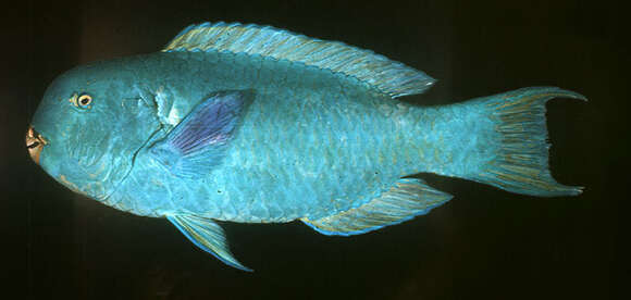 Image of Pacific slopehead parrotfish