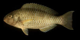 Image of Blue Trim Parrotfish