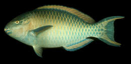 Image of Blue Trim Parrotfish