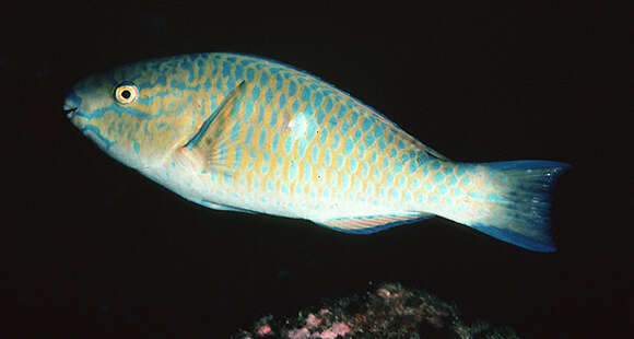 Image of Blue Trim Parrotfish