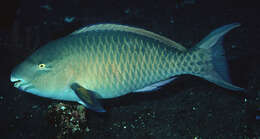 Image of Blue Trim Parrotfish