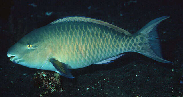 Image of Blue Trim Parrotfish