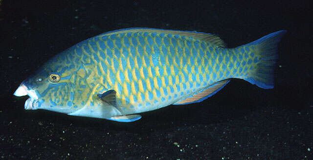 Image of Blue Trim Parrotfish