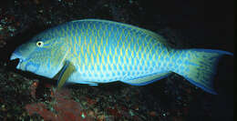 Image of Blue Trim Parrotfish