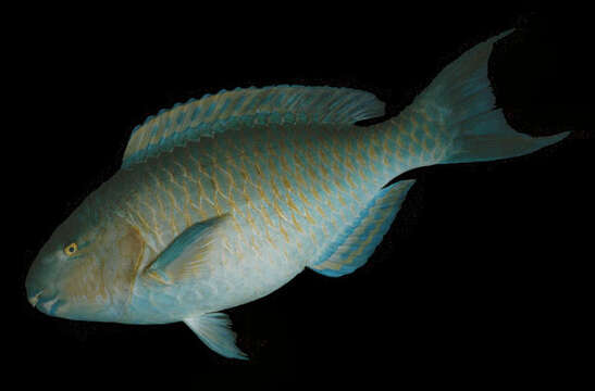 Image of Blue Trim Parrotfish