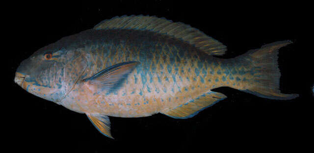 Image of Blue Trim Parrotfish