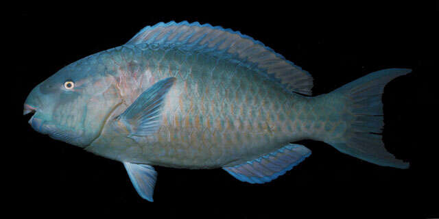 Image of Blue Trim Parrotfish