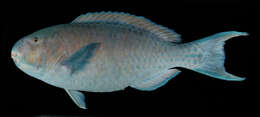 Image of Blue Trim Parrotfish