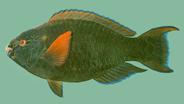 Image of Dusky parrotfish