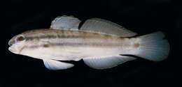 Image of Byno goby