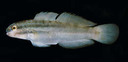 Image of Byno goby