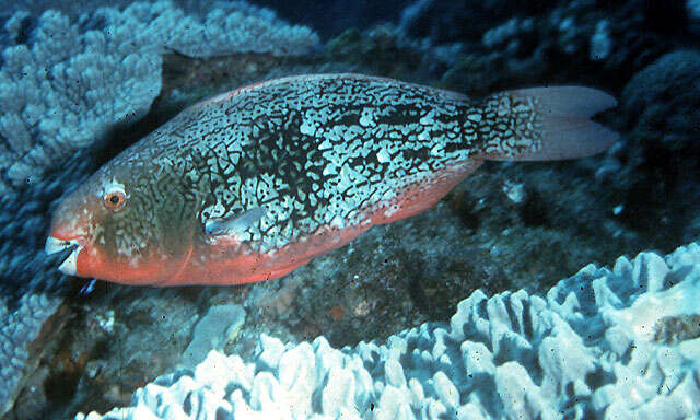 Image of Bicolor Parrotfish