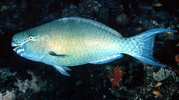 Image of Bicolor Parrotfish