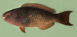 Image of Bicolor Parrotfish