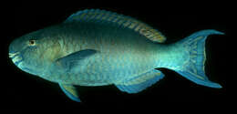 Image of Bicolor Parrotfish