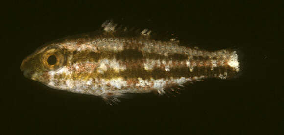 Image of Bicolor Parrotfish