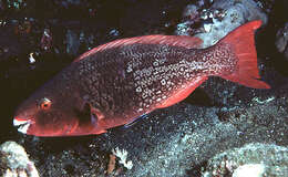 Image of Bicolor Parrotfish