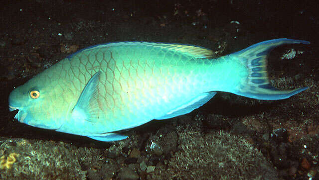 Image of Bicolor Parrotfish