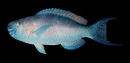 Image of Bicolor Parrotfish