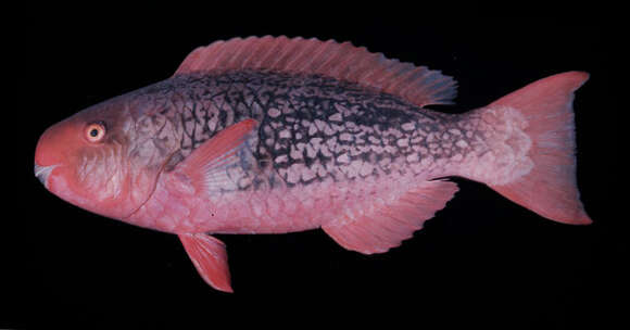 Image of Bicolor Parrotfish