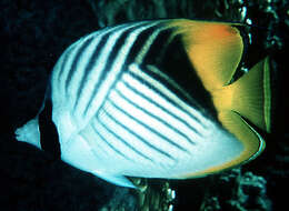 Image of Cross-stripe Butterfly