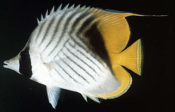 Image of Cross-stripe Butterfly