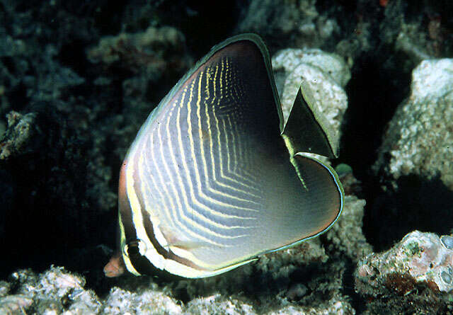 Image of Eastern Triangle Butterflyfish