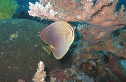 Image of Eastern Triangle Butterflyfish