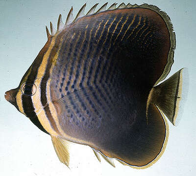 Image of Eastern Triangle Butterflyfish