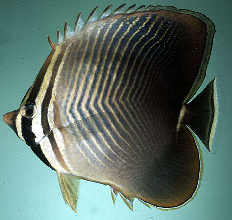 Image of Eastern Triangle Butterflyfish