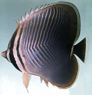 Image of Eastern Triangle Butterflyfish