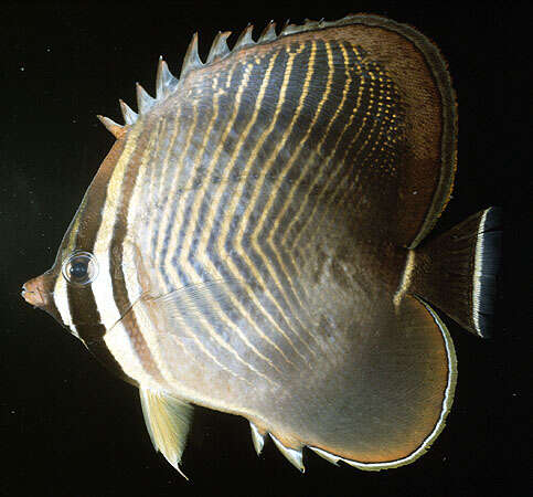 Image of Eastern Triangle Butterflyfish