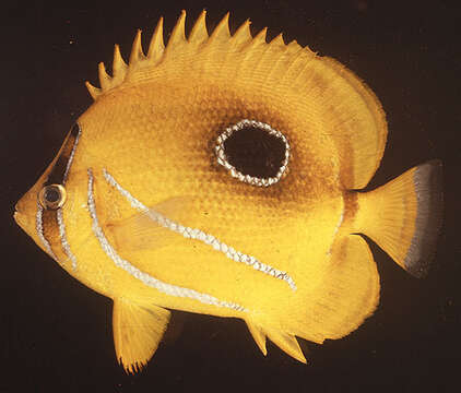 Image of Archer Butterflyfish