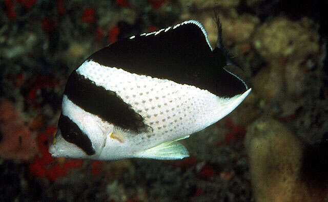 Image of Black-barred Butterflyfish