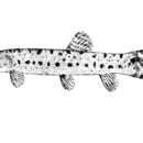 Image of Lepidocephalichthys birmanicus (Rendahl 1948)