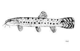 صورة Lepidocephalichthys birmanicus (Rendahl 1948)