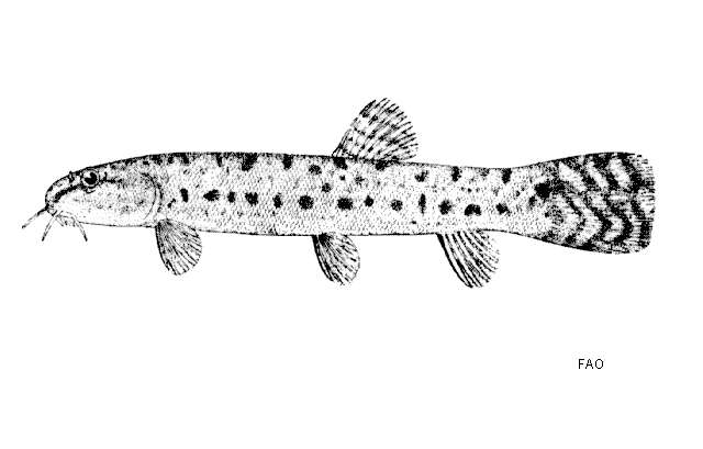 Image of Lepidocephalichthys birmanicus (Rendahl 1948)