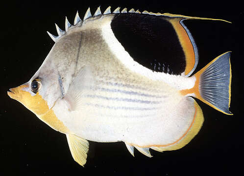 Image of Blackblotch Butterflyfish