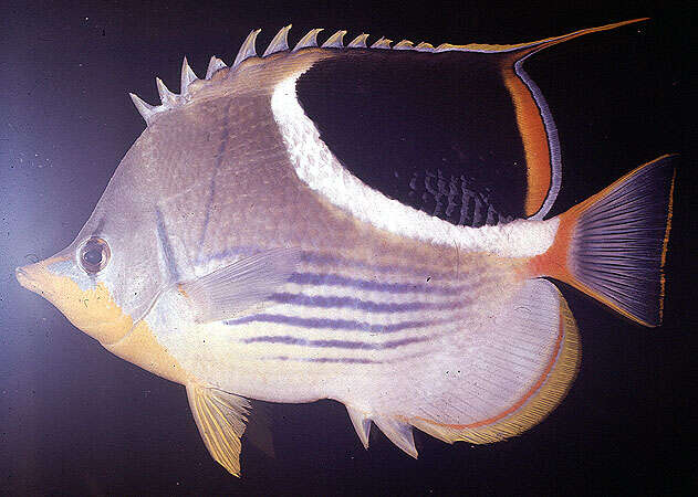 Image of Blackblotch Butterflyfish