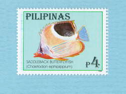 Image of Blackblotch Butterflyfish