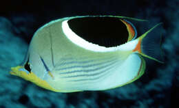 Image of Blackblotch Butterflyfish