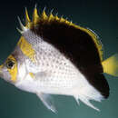 Image of Yellow-crowned Butterflyfish