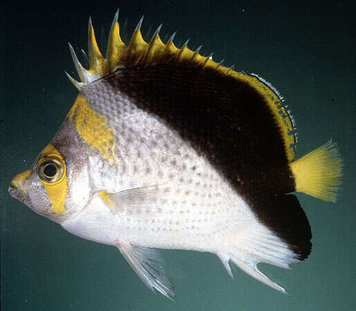 Image of Yellow-crowned Butterflyfish